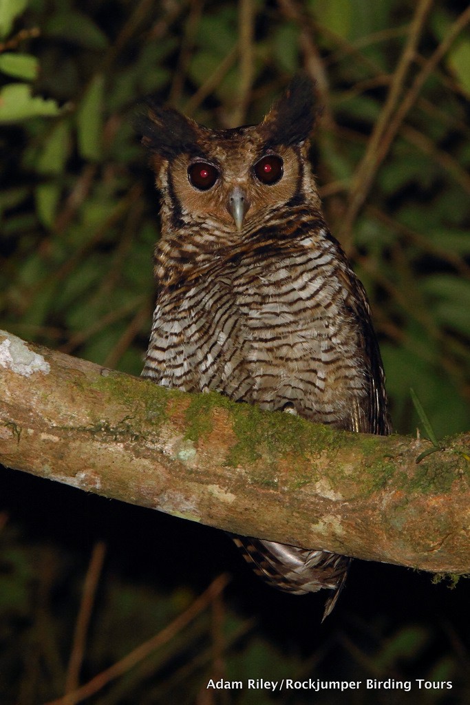 Fraser's Eagle-Owl (Western) - ML204672191