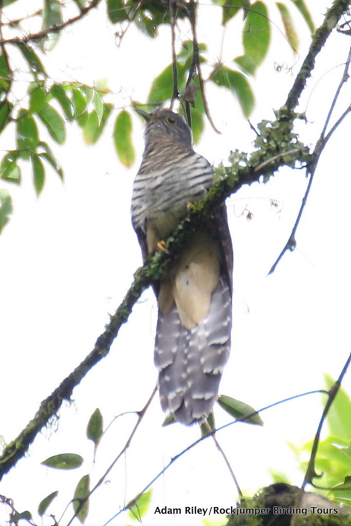 Olive Long-tailed Cuckoo - Adam Riley