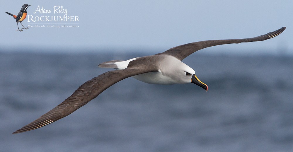 Atlantic Yellow-nosed Albatross - Adam Riley