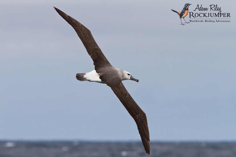 White-capped Albatross (cauta) - Adam Riley