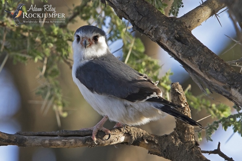 Pygmy Falcon - Adam Riley