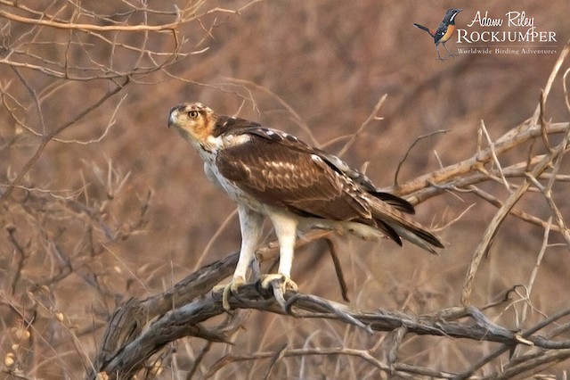 African Hawk-Eagle
