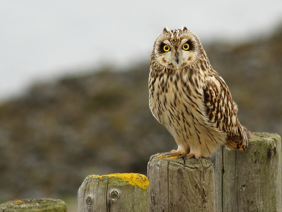 Short-eared Owl (Northern) - ML204673031