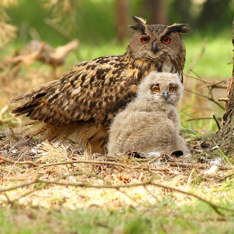 Eurasian Eagle-Owl - Rob Belterman