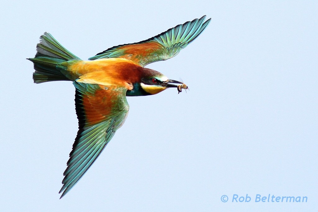 European Bee-eater - Rob Belterman
