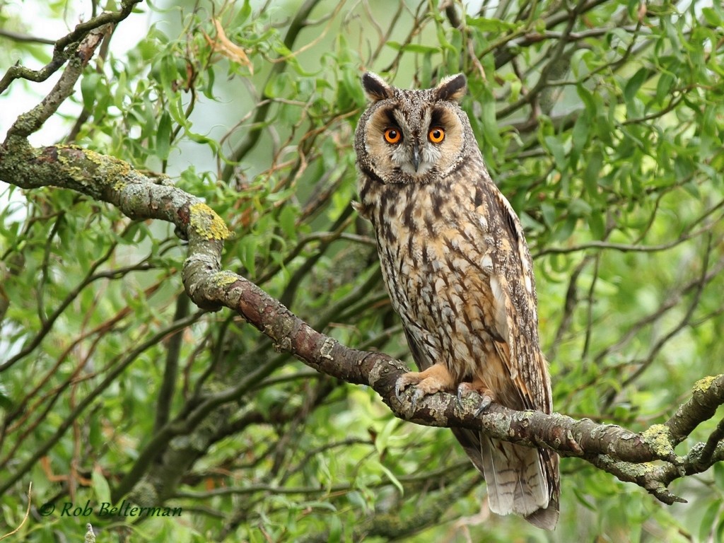 Long-eared Owl - Rob Belterman