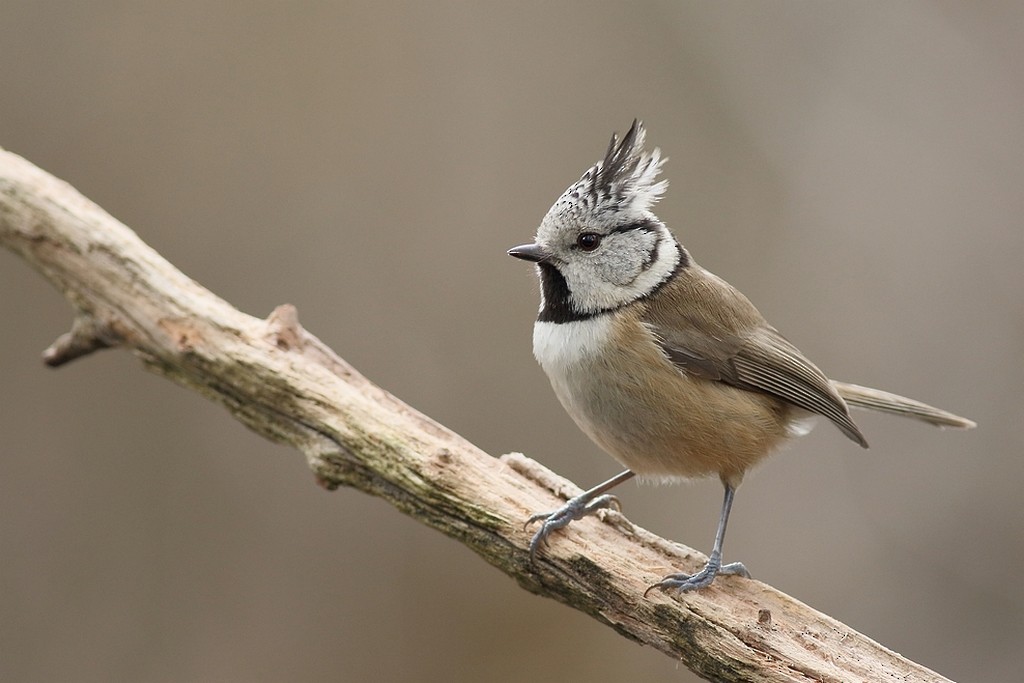 Crested Tit - ML204673461