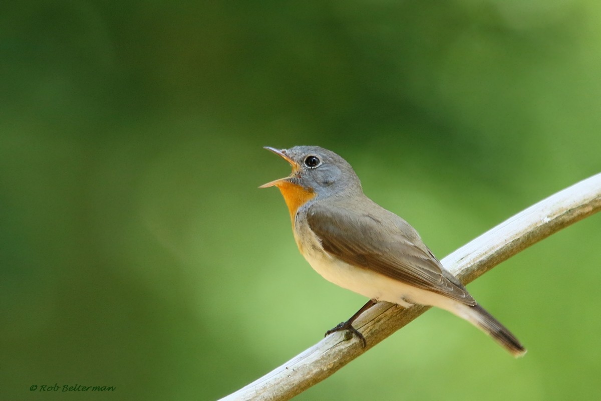 Red-breasted Flycatcher - Rob Belterman