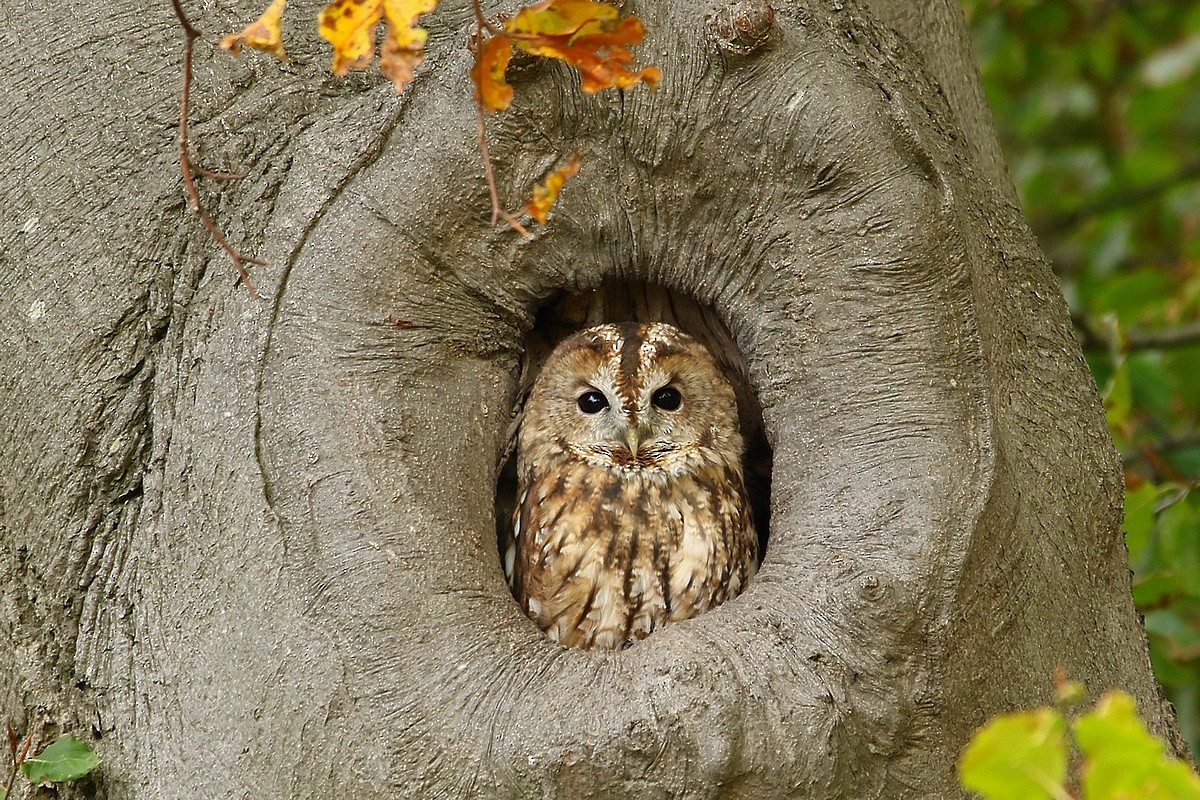 Tawny Owl - Rob Belterman