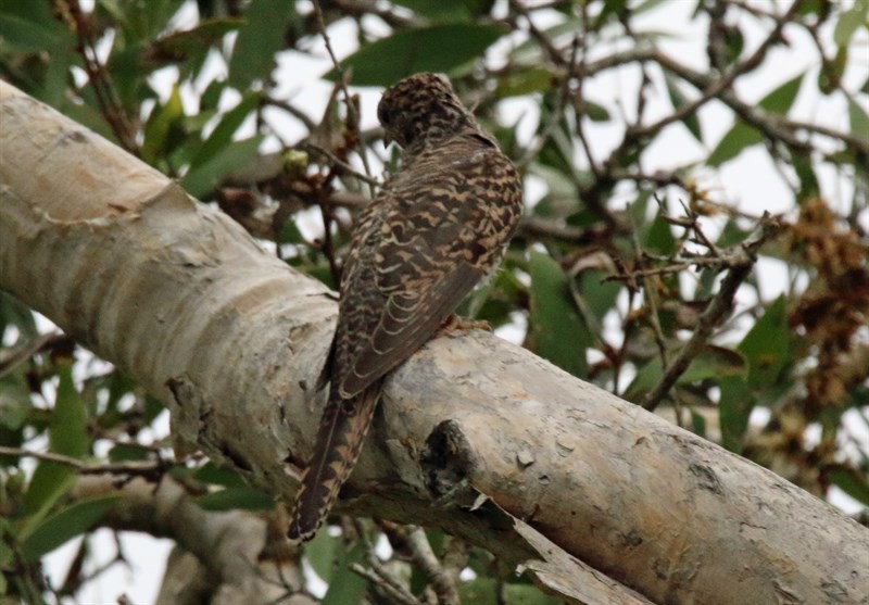 Brush Cuckoo (Australasian) - Anthony Laven