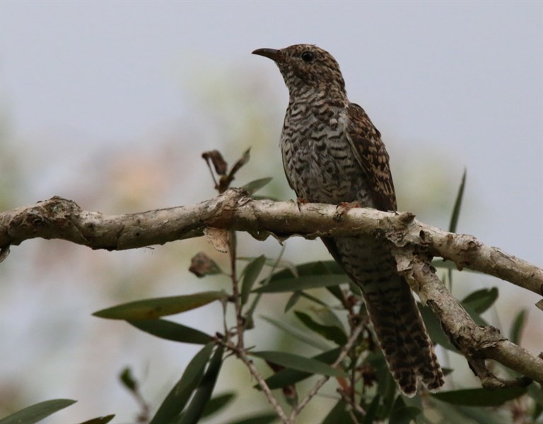 Brush Cuckoo (Australasian) - Anthony Laven