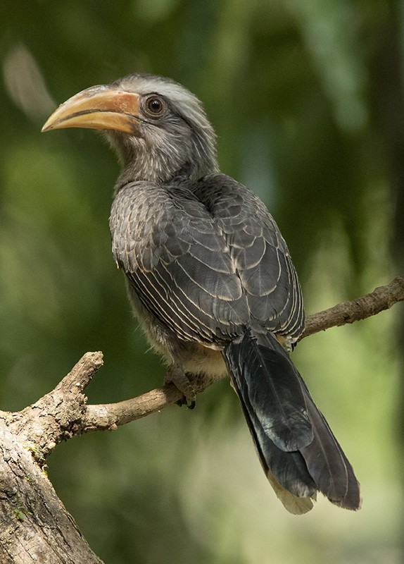 Malabar Gray Hornbill - Solomon Sampath Kumar
