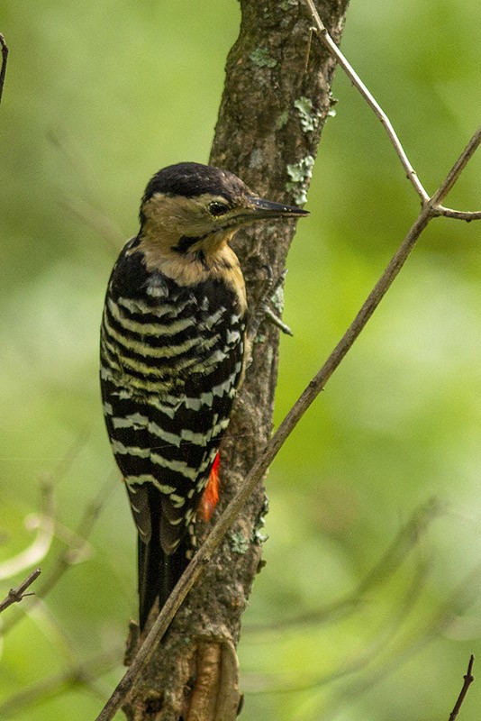 Fulvous-breasted Woodpecker - ML204674351