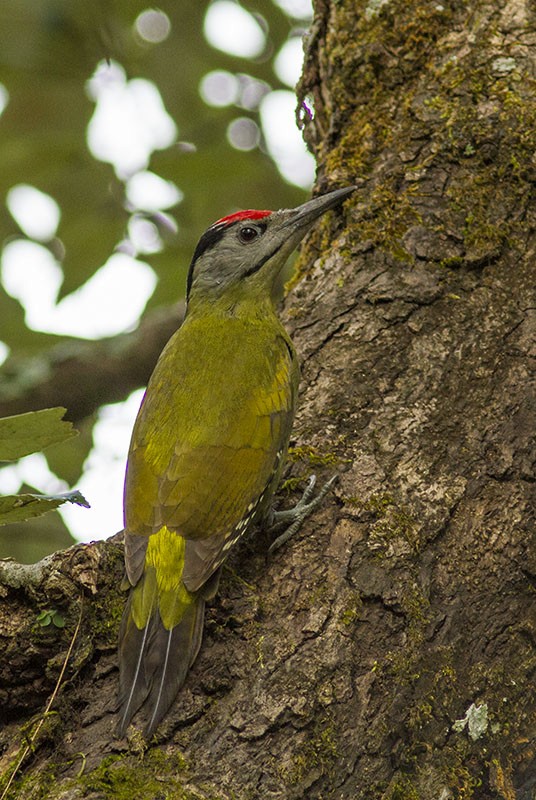 Gray-headed Woodpecker (Black-naped) - Solomon Sampath Kumar