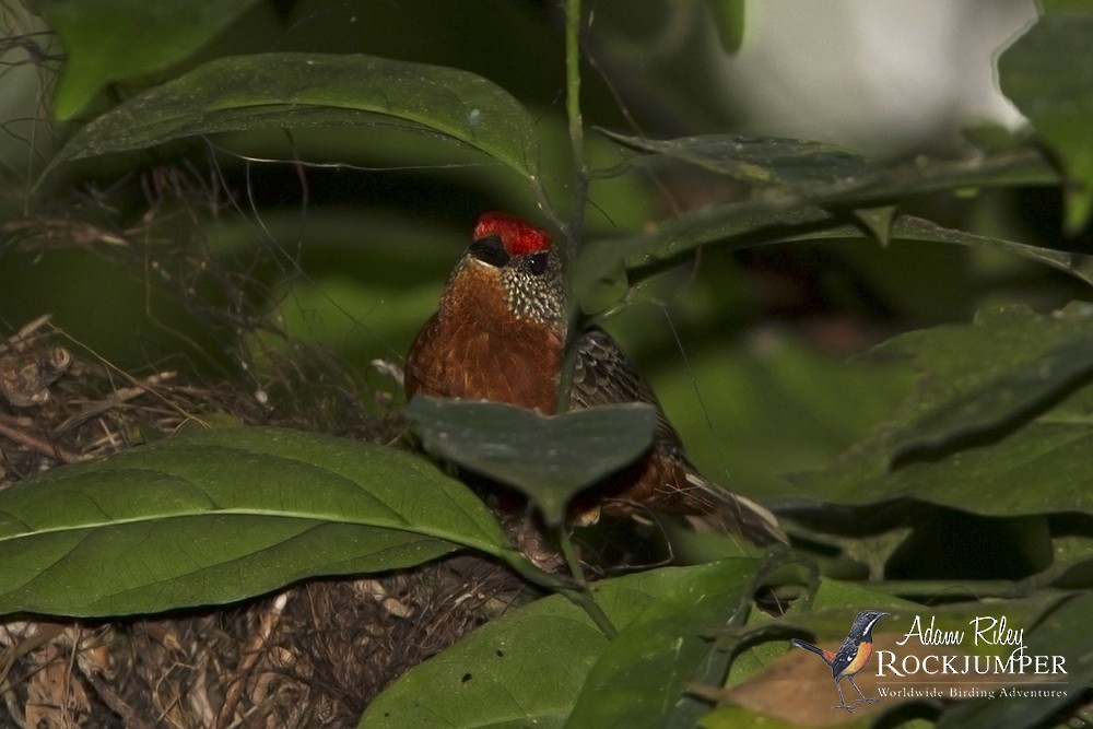 Red-fronted Antpecker - ML204674471