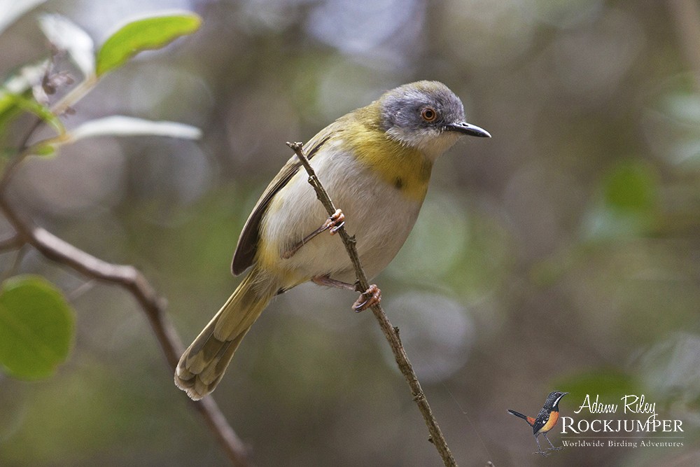 Yellow-breasted Apalis (Yellow-breasted) - Adam Riley