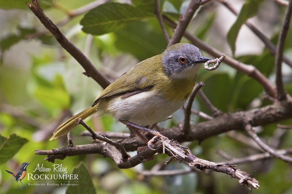 Yellow-breasted Apalis (Yellow-breasted) - ML204674611