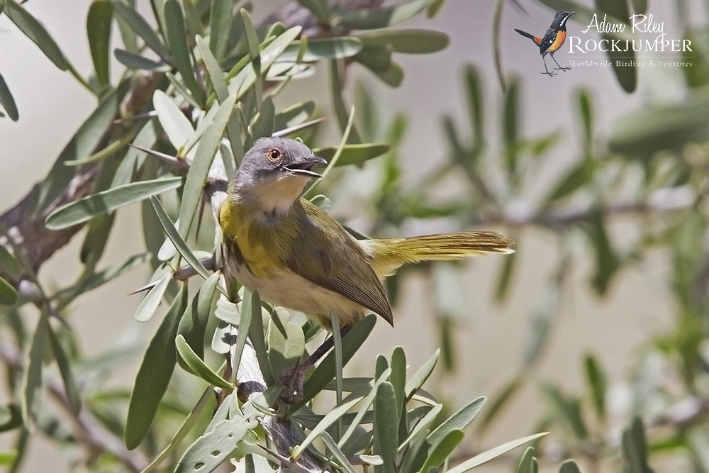 Yellow-breasted Apalis (Yellow-breasted) - Adam Riley