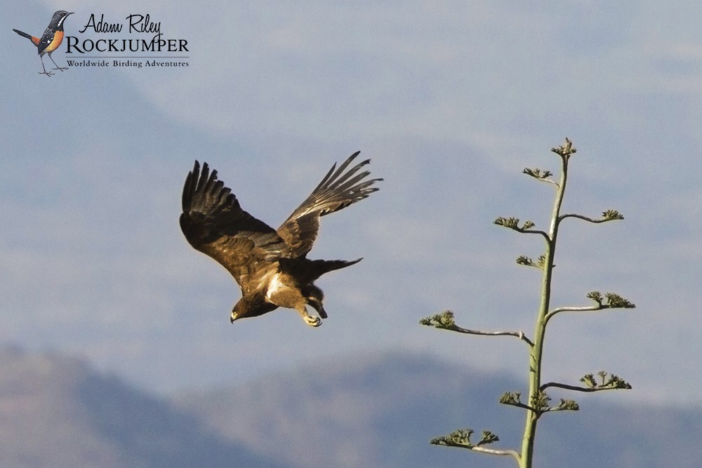 Greater Spotted Eagle - Adam Riley
