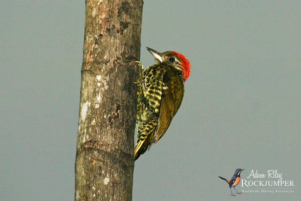Gabon Woodpecker - ML204675181