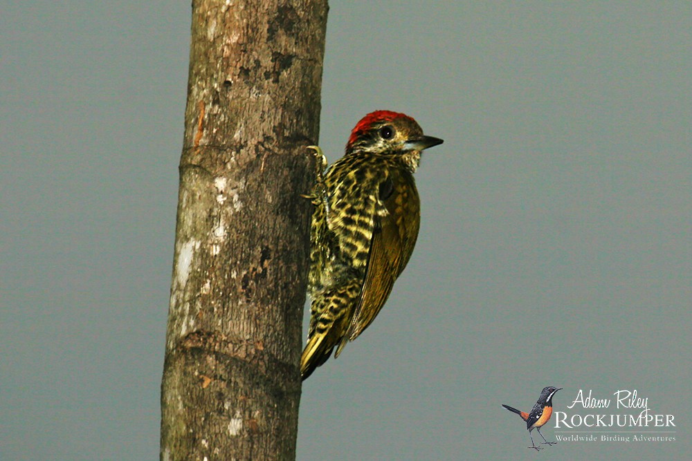 Gabon Woodpecker - Adam Riley
