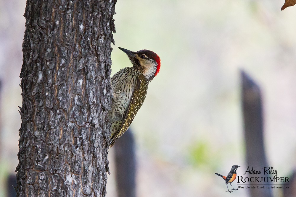 Golden-tailed Woodpecker - Adam Riley