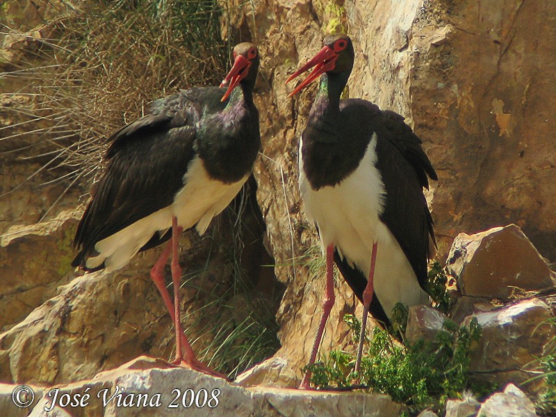 Black Stork - Jose VIANA