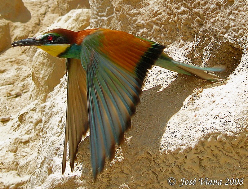 European Bee-eater - ML204675501