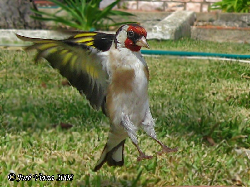 European Goldfinch (European) - Jose VIANA