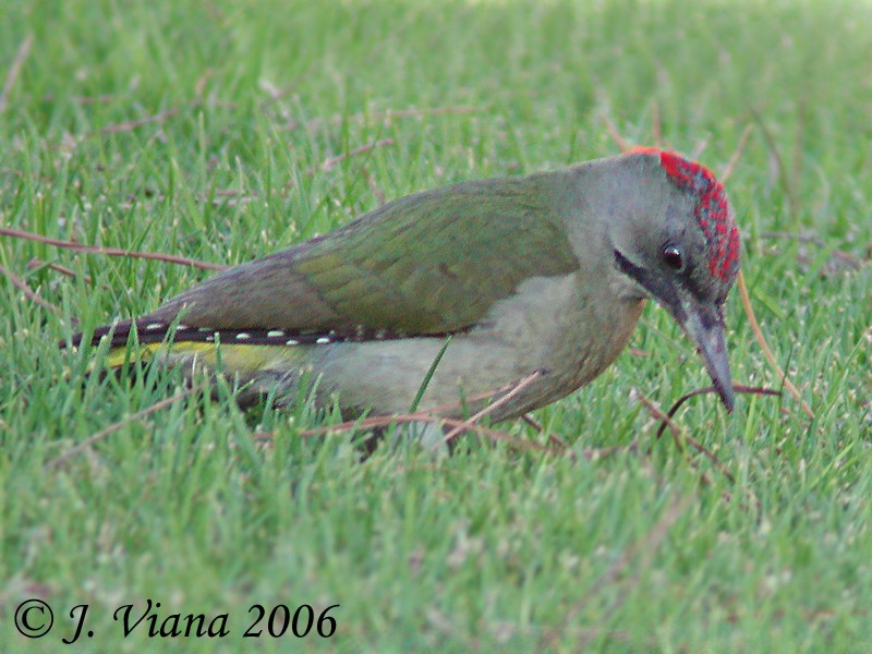 Iberian Green Woodpecker - Jose VIANA