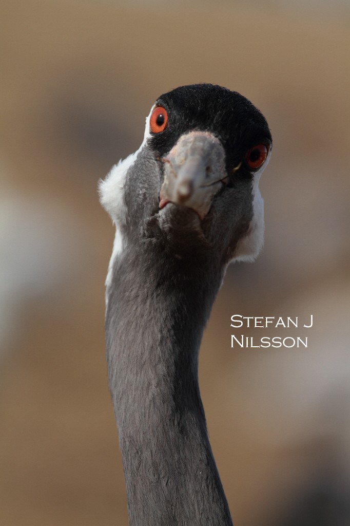 Common Crane - Stefan J Nilsson