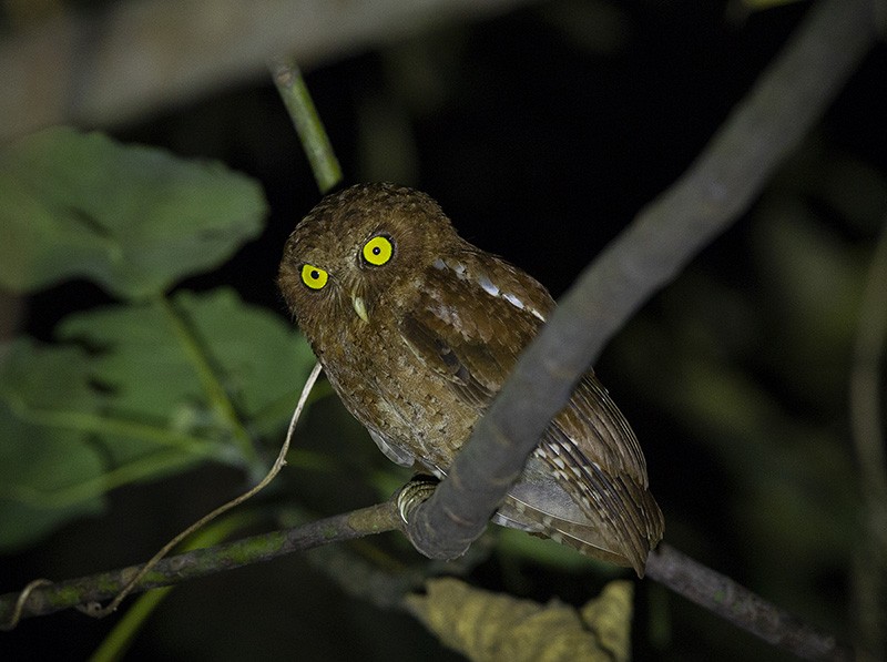Andaman Scops-Owl - ML204675851