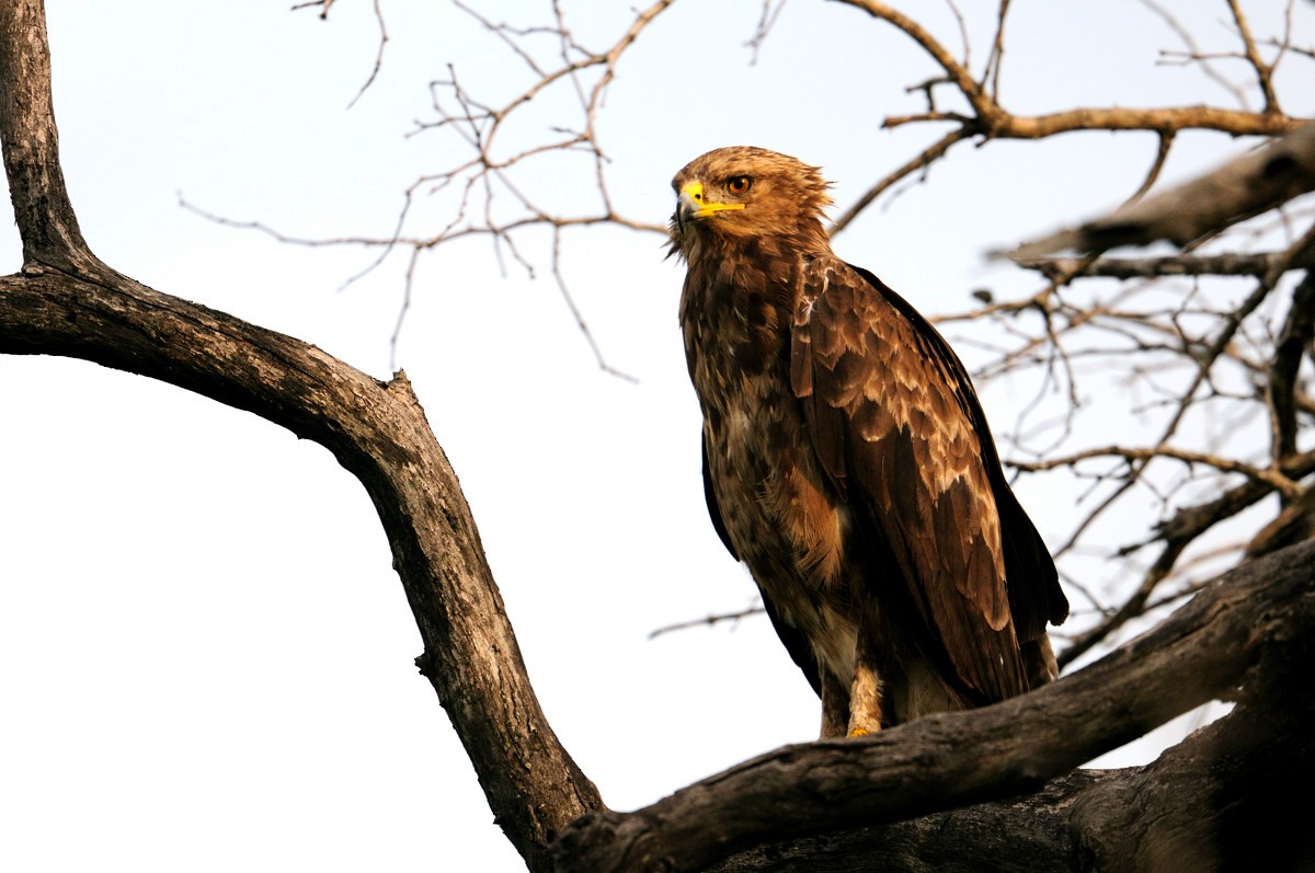Lesser Spotted Eagle - ML204675881
