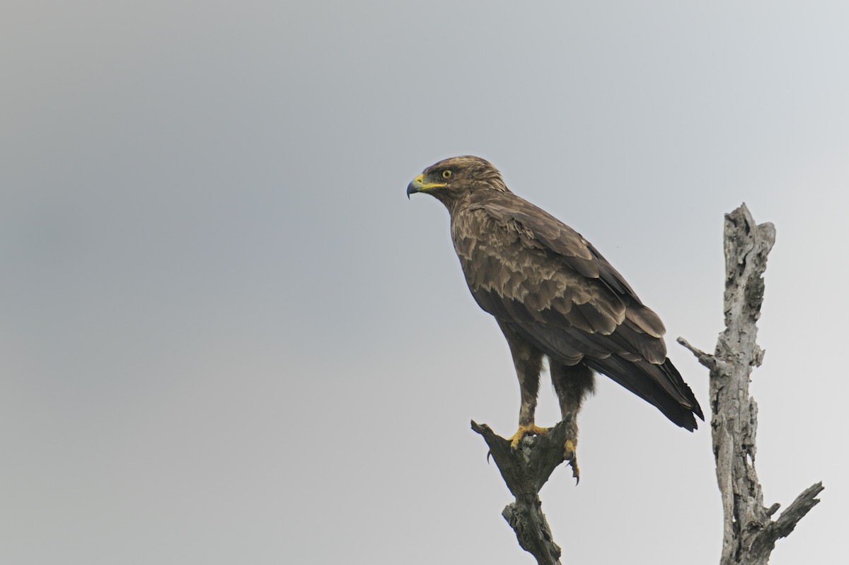Lesser Spotted Eagle - ML204675891
