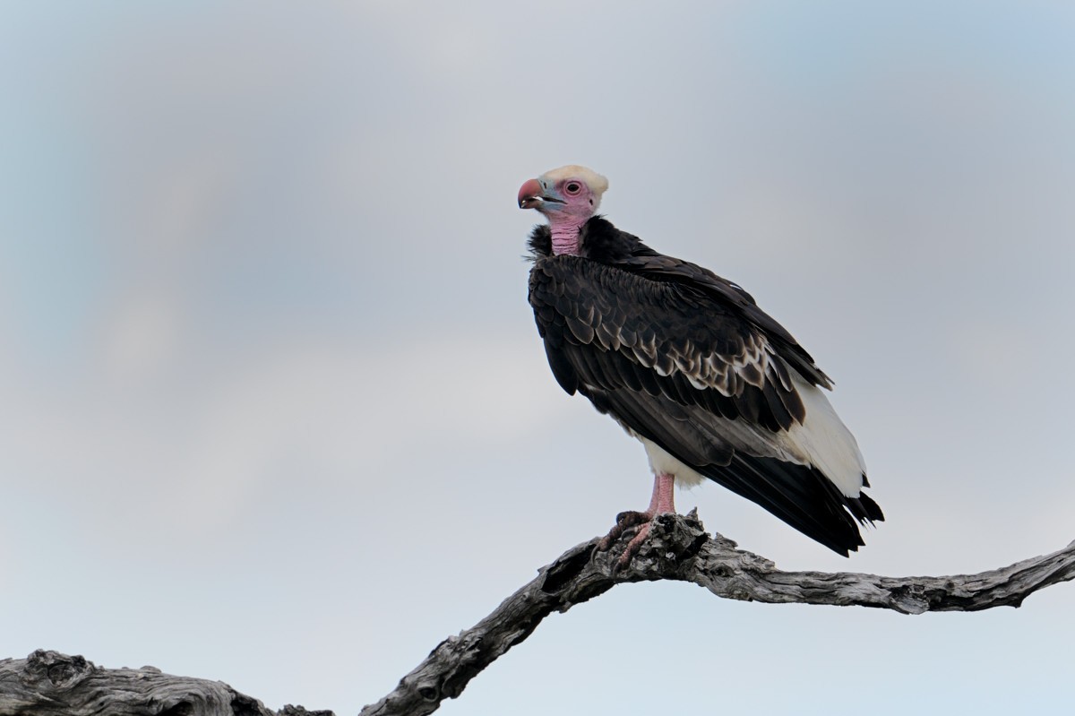 White-headed Vulture - ML204675931