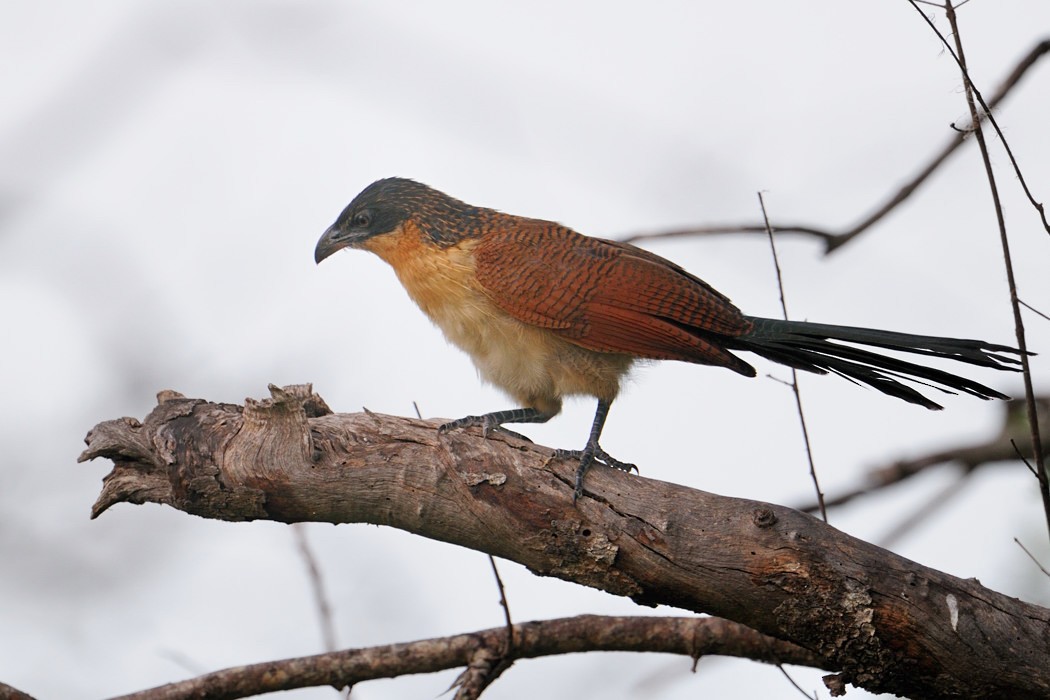 White-browed Coucal (Burchell's) - ML204675941