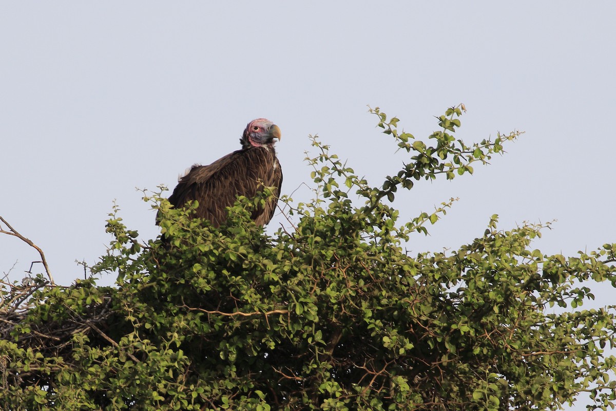 Lappet-faced Vulture - ML204675971