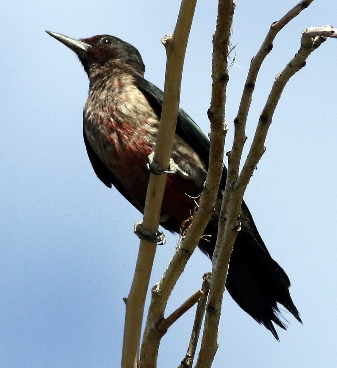 Lewis's Woodpecker - Brad Singer