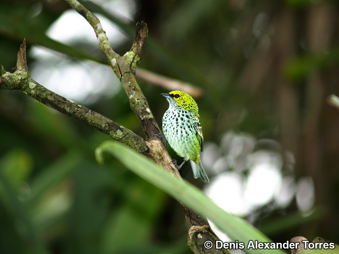 Speckled Tanager - ML204676331