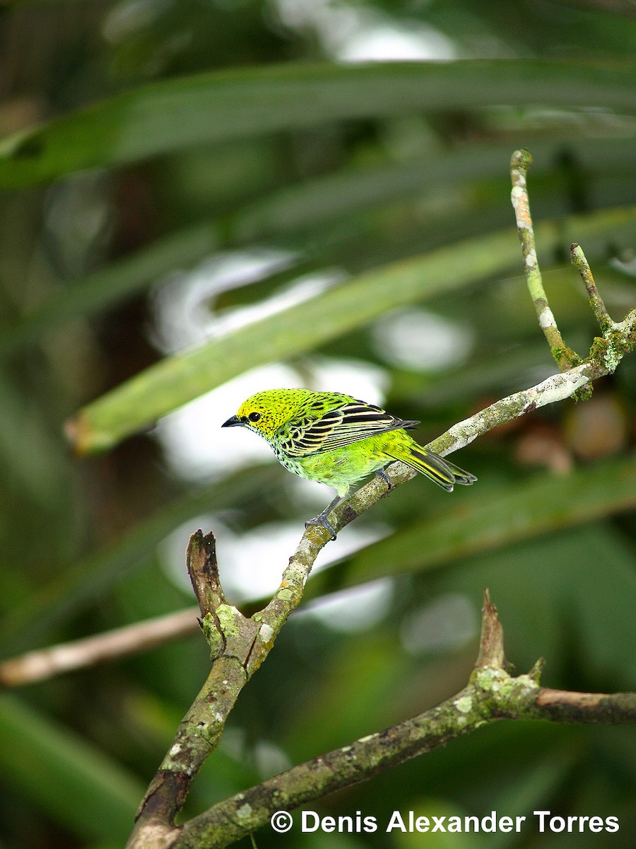Speckled Tanager - ML204676351