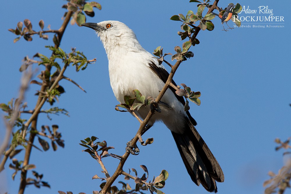 Southern Pied-Babbler - ML204676631