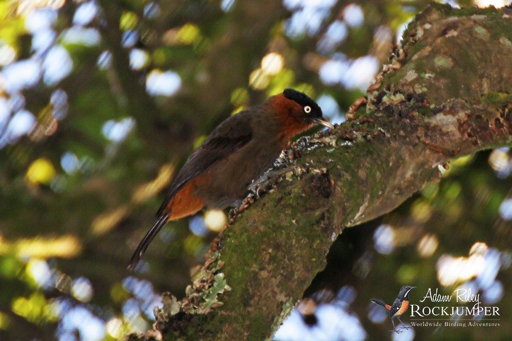 Red-collared Mountain-Babbler - ML204676641