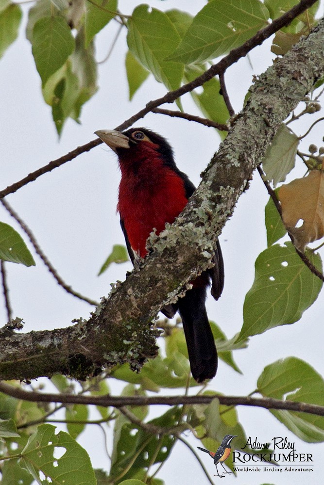 Double-toothed Barbet - Adam Riley