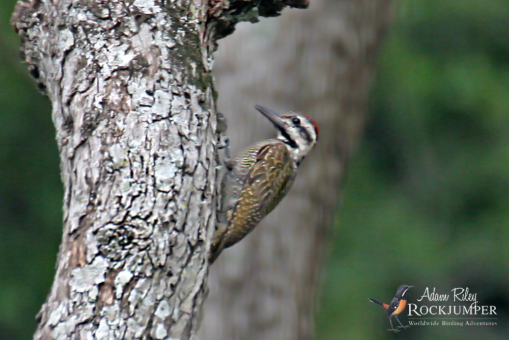 Bearded Woodpecker - ML204677091