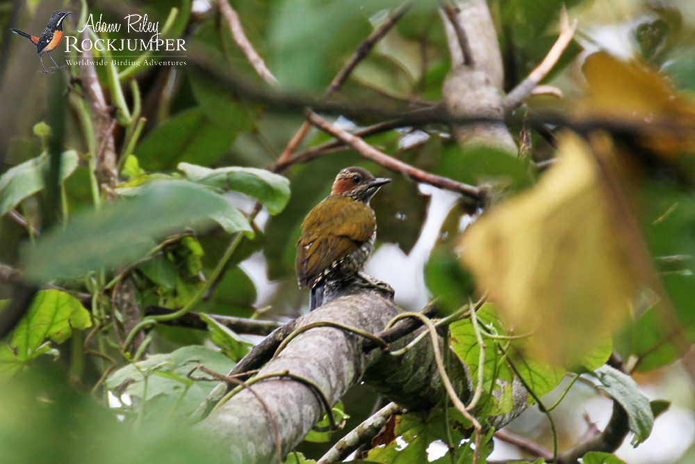 Brown-eared Woodpecker (Carol's) - ML204677111