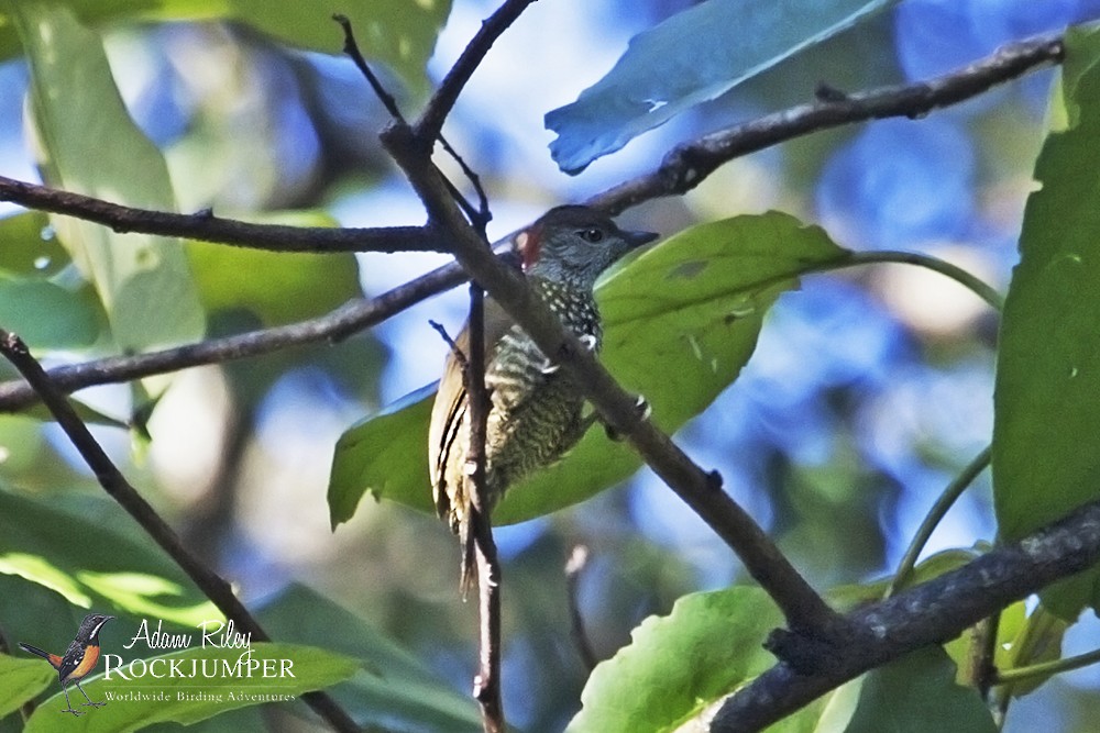 Buff-spotted Woodpecker - Adam Riley