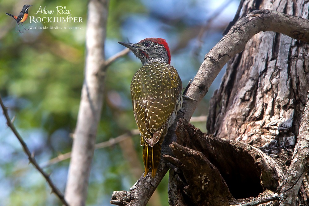 Golden-tailed Woodpecker - ML204677151