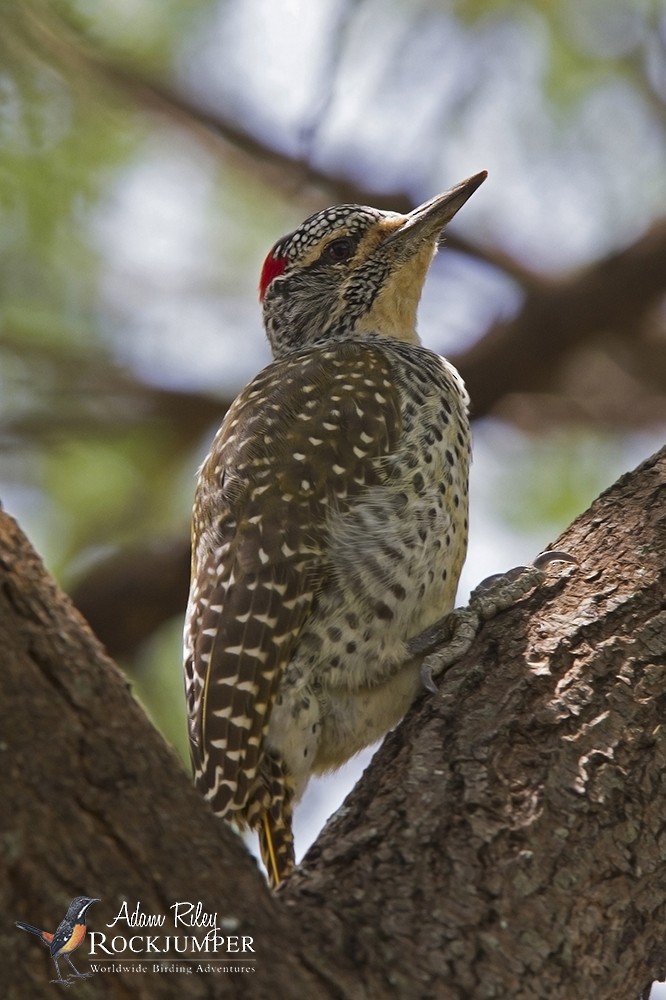 Nubian Woodpecker - ML204677201