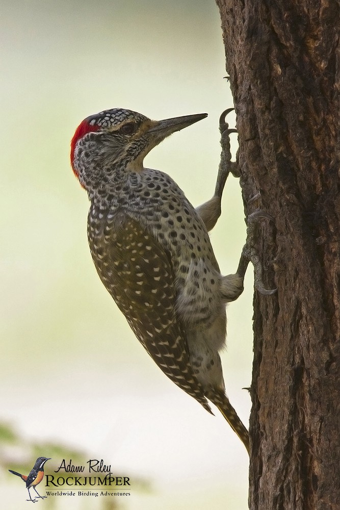 Nubian Woodpecker - ML204677211