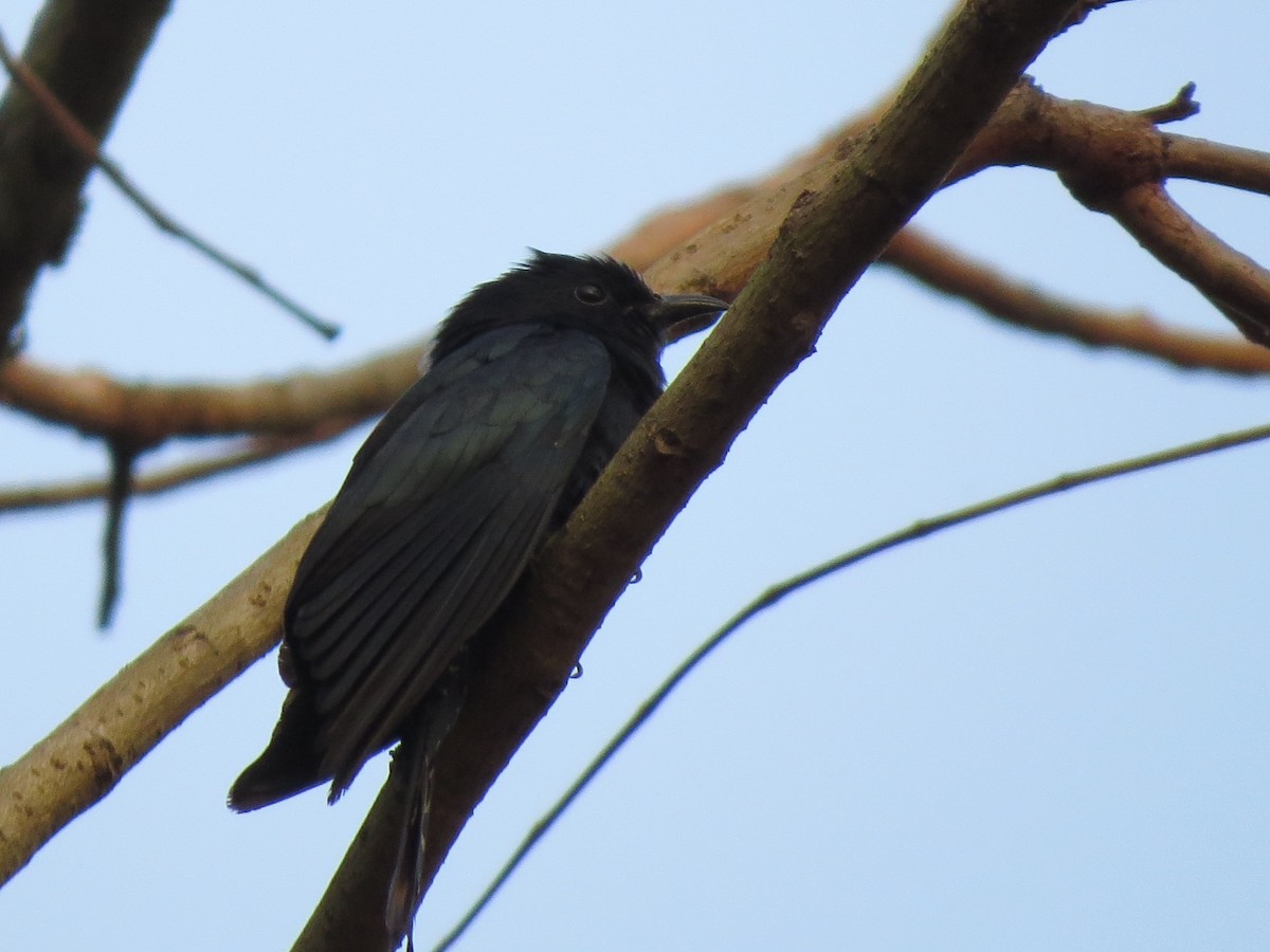 Square-tailed Drongo-Cuckoo - ML204677381